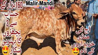 Malir Mandi Karachi Cattle Latest Rates Update 7 January 2025 | Cow Mandi 2025