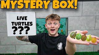 BUYING A MYSTERY BOX FULL OF BABY TURTLES!!