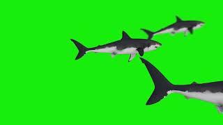 Shark Green Screen #Nocopyrightvideos