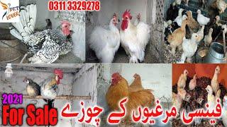 Fancy Hens Chicks For sale in Pakistan || Fancy Hens Chicks price in pakistan