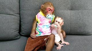 How hard Kobi worked hard to harvest money to buy a pacifier for baby monkey Mon?