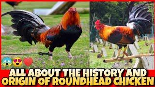 ALL ABOUT THE HISTORY AND ORIGIN OF ROUNDHEAD CHICKEN.