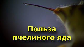 Польза пчелиного яда. Противопоказания - кому не стоит