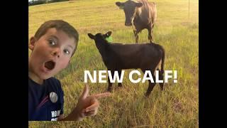 We Got a New Baby Calf on the Ranch!