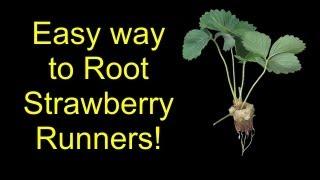 How To Root Strawberries For Hydroponics, Aquaponics, Or Soil - The SleestaksRule Method