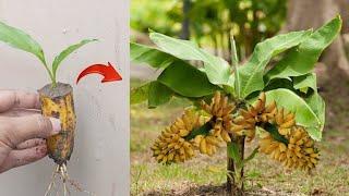 Creative skills!! Growing a grow Banana trees from banana fruit in pot