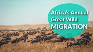Africa's Annual Great Wild Migration  | Tripaneer