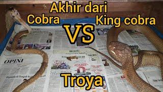 AKHIR DARI MONSTER KING COBRA (TROYA) VS COBRA,YANG SABAR YA TROYA