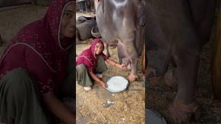 #live #milking #jafarabadi  #buffalo #gujarat #priyankadinudairyfarm #video #vairalshort