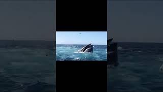 #shorts Giant Whale