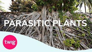 Biology Lesson Idea: Parasitic Plants | Twig
