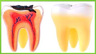 Biofilling at home. Calamus + propolis for dental health 