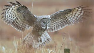 Great Grey Owl in 4k. GH5S 240fps slowmotion