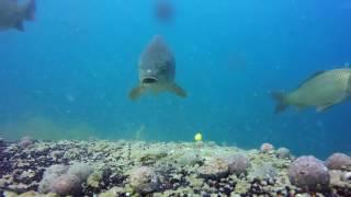 ARM Fishing ; Как клюёт карп под водой КАЧЕСТВЕННАЯ ПОДВОДНАЯ СЪЁМКА