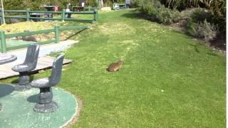 Hyrax running in Tsitsikamma Natl Park, South Africa