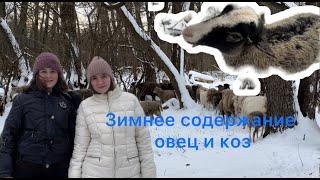 УХОД ЗА КОЗАМИ И ОВЦАМИ ЗИМОЙ: РАЦИОН ОВЕЦ и КОЗ !