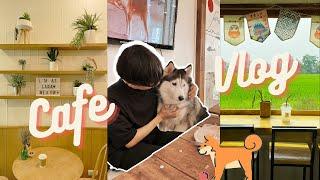 Cafe hopping in Chiang Mai | meeting my dream pet 