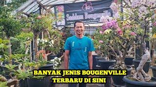 silaturahmi di kebun saddam bougenville