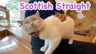 Scottish Straight Cat || Cute Cat Video ~ แมวสก็อตติชสเตรท