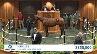 Into Mischief colt sells for $2,400,000 at The Saratoga Sale (2024)