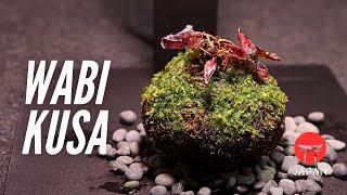 How to Plant a Wabi-Kusa Ball