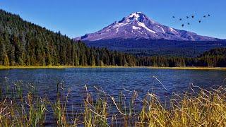 Mountain Lake Ambience | Relaxing Nature Sounds: Birds Singing and Lapping Water with Soothing Wind