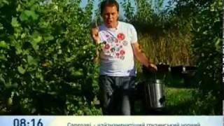 Кахетинские виноделы - Игорь Диденко и Глеб Тимошенко - Интер