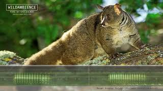 Bushbaby Sounds - The calls of a Thick-tailed Bush Baby at night in the African bush.