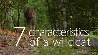 How to recognize a European Wildcat (Felis silvestris) | 7 Characteristics