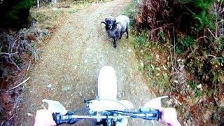 Angry ram attacks motorcyclist in the forest