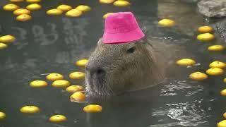 Capybara Song [ 1 Hour ]