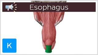 Esophagus | Anatomical Terms Pronunciation by Kenhub