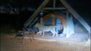 Watch: Lion Enters Tent, Forces Campers To Take Refuge In Car