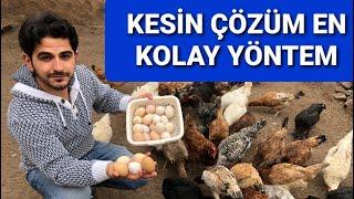 Yumurta verimini 2 katına çıkarın tavuklar yumurtlamıyor sa kesin çözüm en kolay nasıl yumurtlatılır