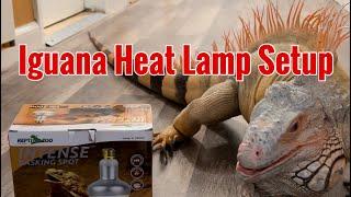 My Large Iguana’s Heat Lamp Setup - Rocket The Iguana