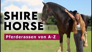 Horse breeds from A-Z | Shire Horse - The largest horse in the world!