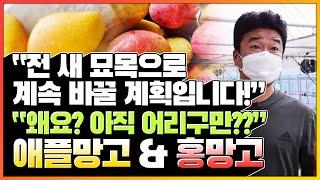 애플망고 & 홍망고 재배하실 분들 필수시청! #어린 묘목으로 바꾸기 #고소득 귀농작물