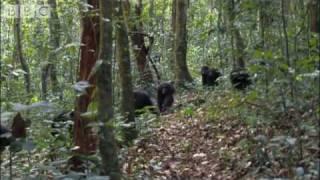 Violent chimpanzee attack - Planet Earth - BBC wildlife