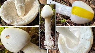 Vorsicht vor diesem Giftpilz | Kegelhütiger Knollenblätterpilz, Destroying Angel, Amanita virosa