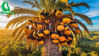 How Indian Farmers Climb Dangerous Palmyra Palms to Harvest Toddy and Process Jaggery