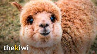 Meet the most adorable alpaca