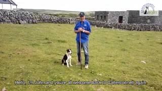 Training the Caherconnell Border Collies - #2 Voice Commands Left & Right.