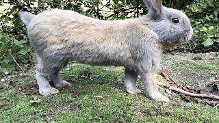 Rabbit wagging its tail in a cute way