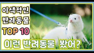 이색적인 반려동물 TOP10 / 귀엽고 신기한 동물10가지