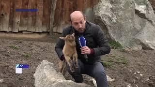 Козлотуры завоевывают популярность у фермеров Карачаево-Черкесии