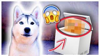 SHOCKING Discovery in my Chest Freezer with My Husky! (I can’t believe what we found!)