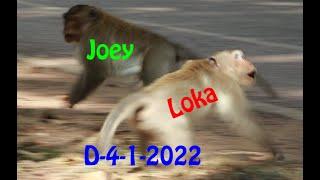 First Time Joey Monkey/ Monkey Joey VS Loka Monkey On Angkor Thom Road