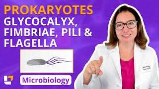 Prokaryotes: Glycocalyx, Fimbriae & Pili, & Flagella - Microbiology for Health Fields | @LevelUpRN