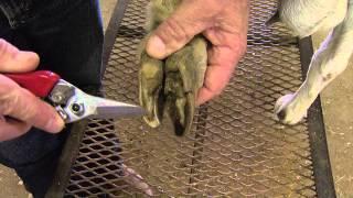 How to Trim Goat Hooves