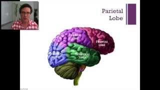 Lecture-14 The Parietal Lobe(Introduction to Psychology)